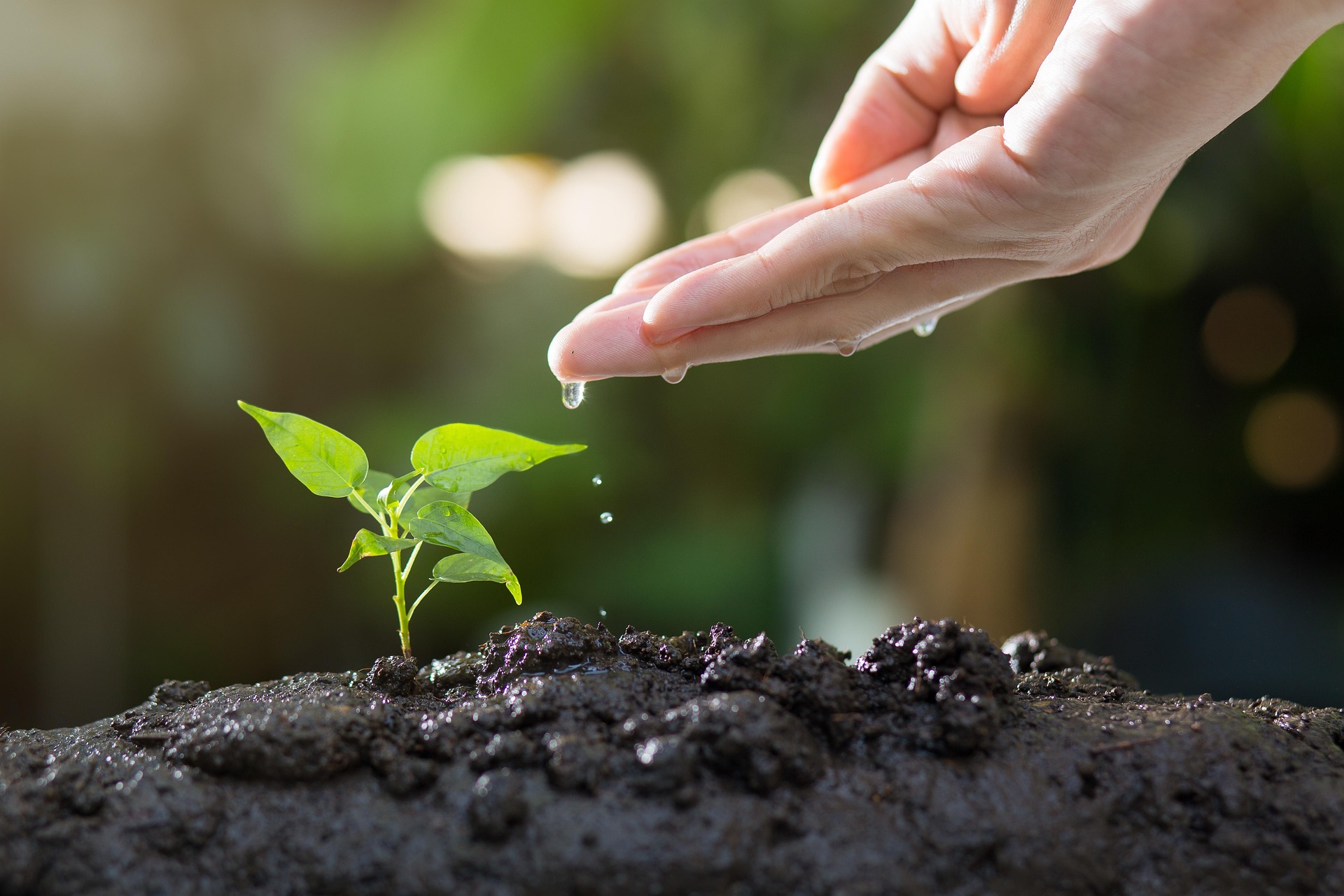 Stop Waiting for the Big Break, Build a Sustainable Author Career - image hand watering a seedling